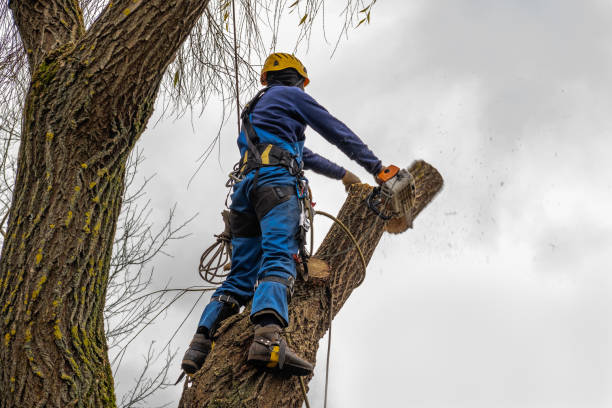 Best Large Tree Removal  in Trinity, TX